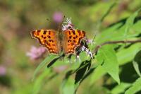 Polygonia c-album