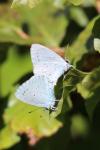 Celastrina argiolus