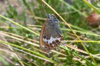 Coenonympha arcania