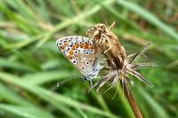 Aricia agestis / Aricia montensis