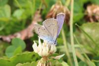 Cyaniris semiargus