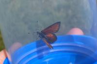 Lycaena hippothoe