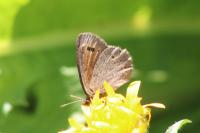 Erebia epiphron