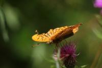 Argynnis paphia