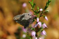 Leptotes pirithous