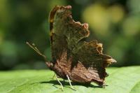 Polygonia c-album