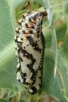 Melitaea didyma