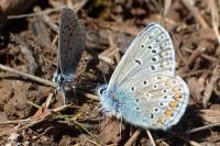 Polyommatus icarus