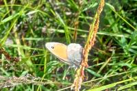 Coenonympha pamphilus