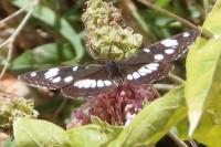 Limenitis reducta