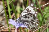 Melanargia occitanica