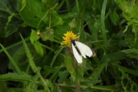 Pieris brassicae