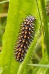 Melitaea athalia