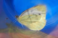 Pieris napi