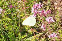 Gonepteryx rhamni
