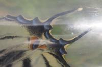 Iphiclides podalirius