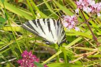 Iphiclides podalirius