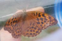 Argynnis paphia