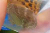 Argynnis paphia