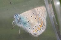 Polyommatus icarus