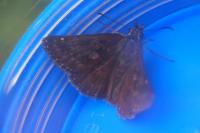 Erynnis tages