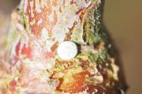 Thecla betulae
