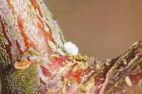 Thecla betulae