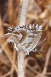 Cacyreus marshalli