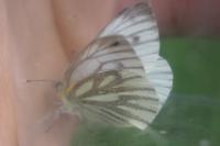 Pieris napi