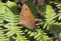 Maniola jurtina