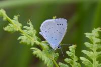 Celastrina argiolus