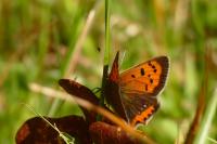 Lycaena phlaeas
