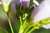 Anthocharis cardamines