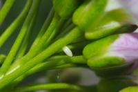 Anthocharis cardamines