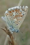 Lysandra hispana
