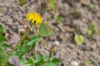 Gonepteryx cleopatra