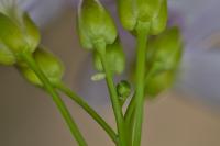 Anthocharis cardamines