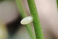Anthocharis cardamines