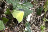 Gonepteryx rhamni