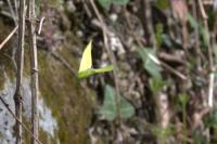 Gonepteryx rhamni
