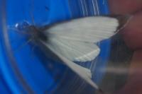 Pieris rapae
