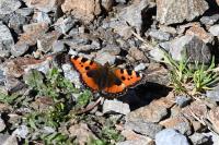 Aglais urticae