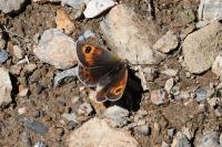 Erebia rondoui