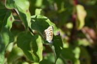 Lycaena tityrus