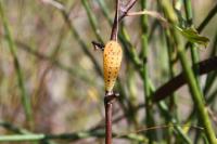 Iphiclides podalirius