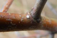 Thecla betulae