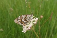 Melitaea phoebe