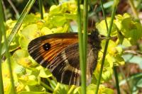 Pyronia bathseba