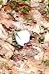 Pieris brassicae