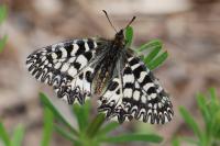 Zerynthia polyxena